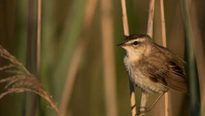 Phragmite des joncs