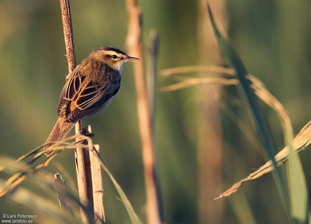 Sedge Warbler