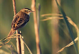 Sedge Warbler