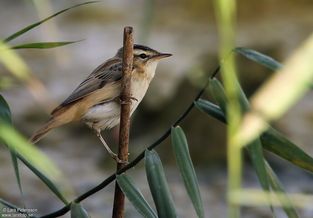 Sedge Warbler