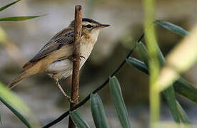 Sedge Warbler