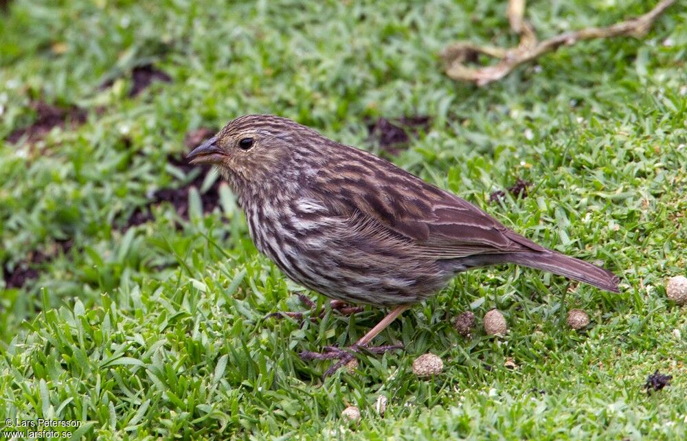 Plumbeous Sierra Finch