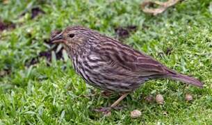 Plumbeous Sierra Finch