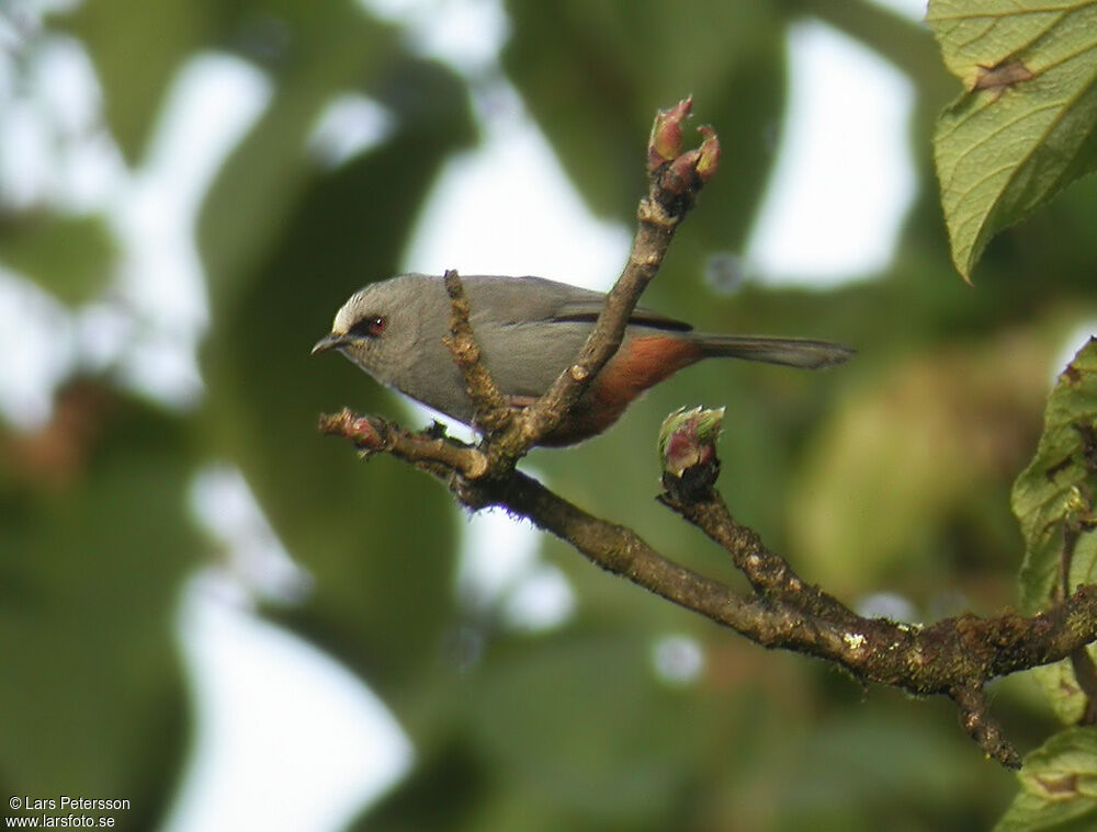 Abyssinian Catbird