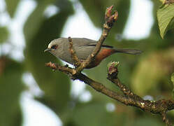 Abyssinian Catbird