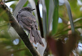 Chestnut-capped Piha