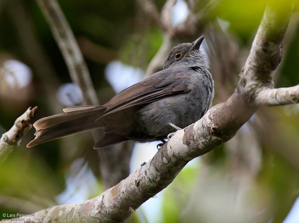 Piauhau à calotte marron