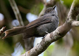 Chestnut-capped Piha