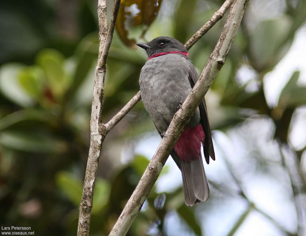 Rose-collared Piha male adult