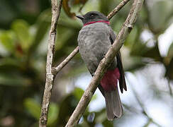 Rose-collared Piha