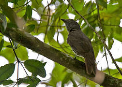 Cinnamon-vented Piha