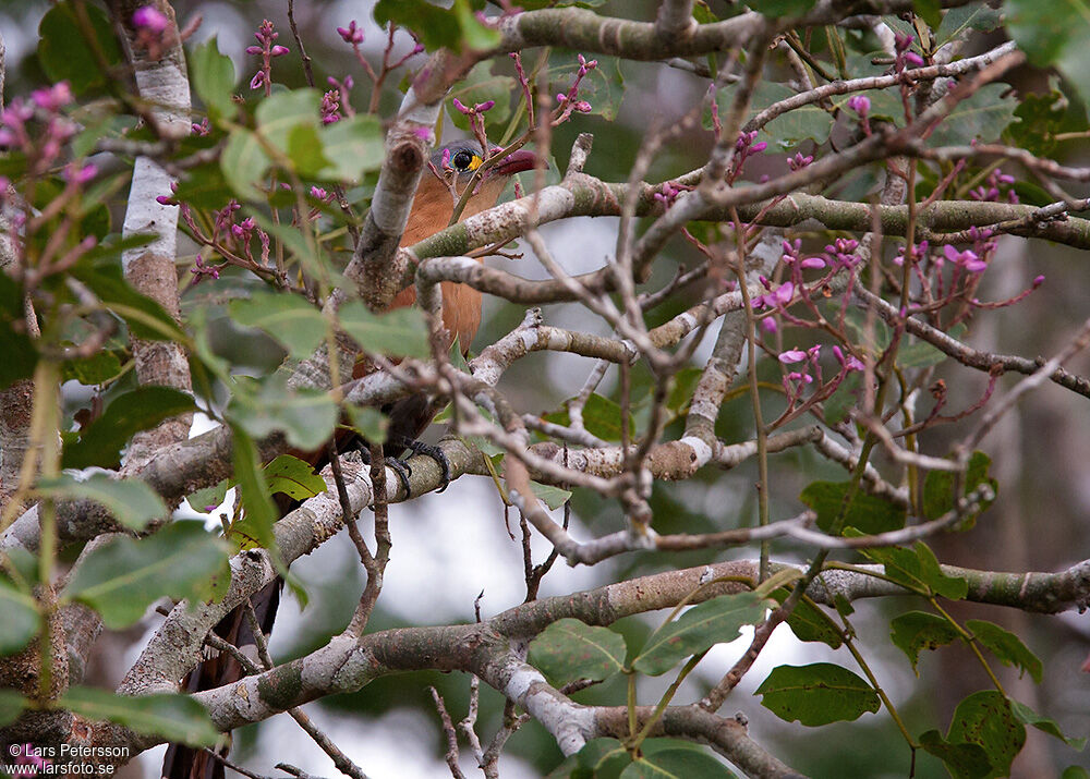 Black-bellied Cuckoo