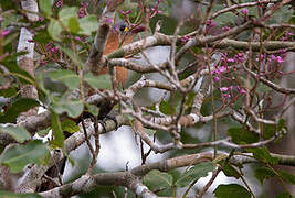 Black-bellied Cuckoo