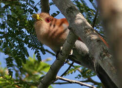 Squirrel Cuckoo