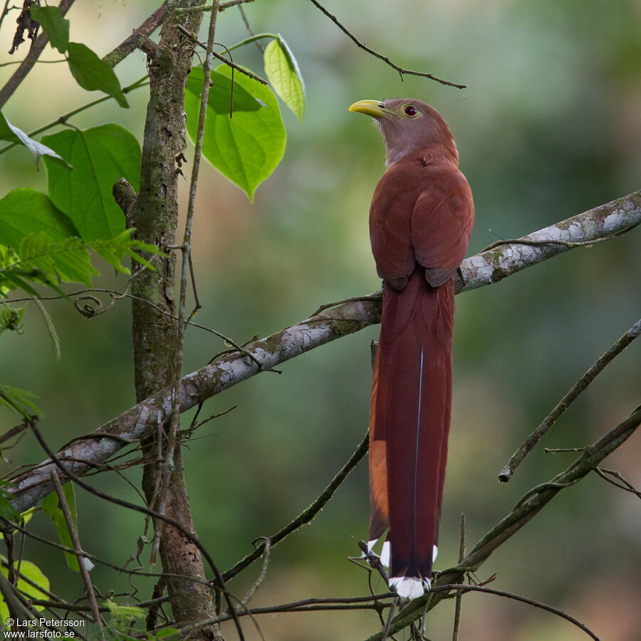 Squirrel Cuckoo