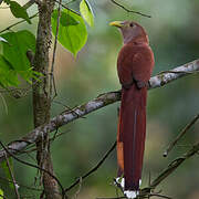 Squirrel Cuckoo