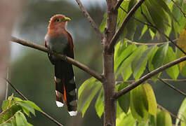 Squirrel Cuckoo