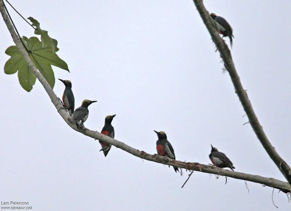 Yellow-tufted Woodpecker, Behaviour