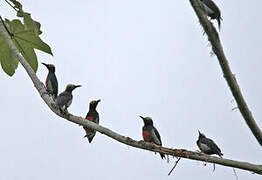 Yellow-tufted Woodpecker