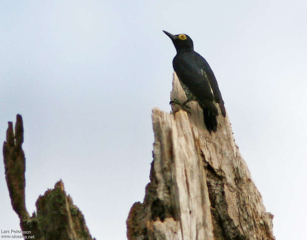 Yellow-tufted Woodpecker female adult, pigmentation, Behaviour