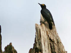 Yellow-tufted Woodpecker