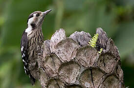 Grey-capped Pygmy Woodpecker