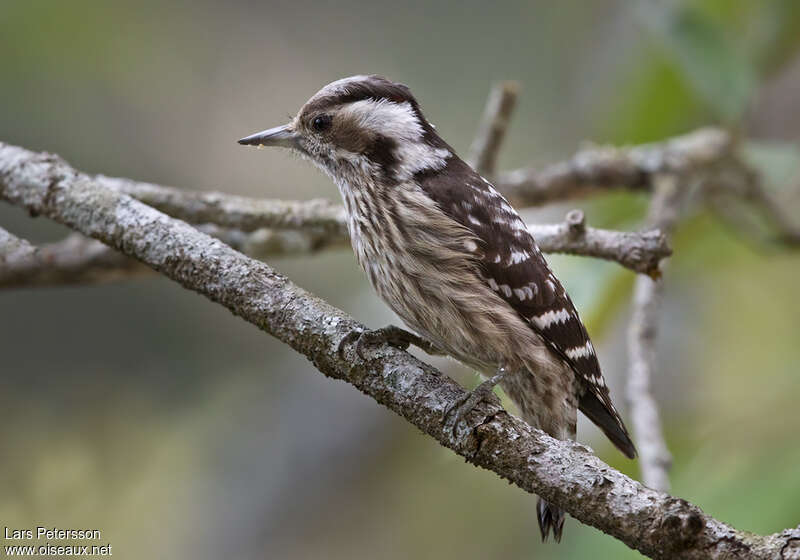 Grey-capped Pygmy Woodpeckeradult, identification