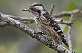 Grey-capped Pygmy Woodpecker