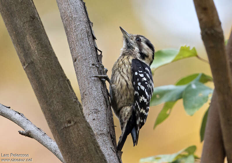 Grey-capped Pygmy Woodpeckeradult, Behaviour