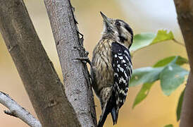 Grey-capped Pygmy Woodpecker