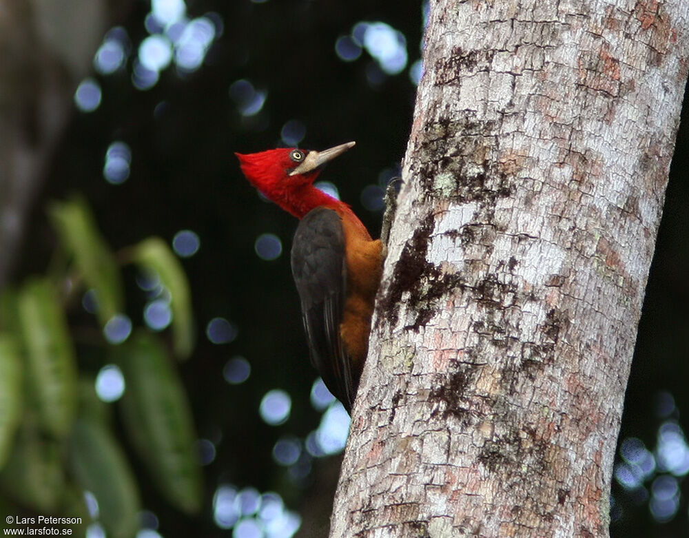 Pic à cou rouge