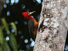 Red-necked Woodpecker