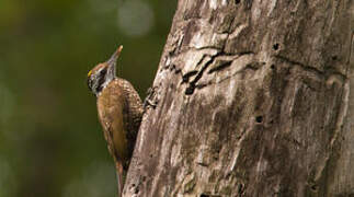 Yellow-crested Woodpecker