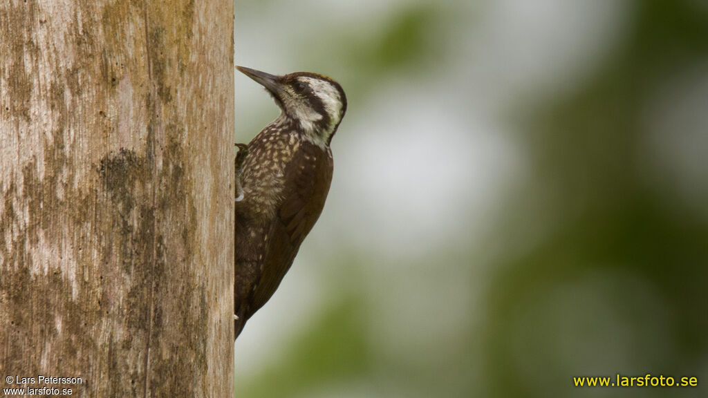 Yellow-crested Woodpecker male adult, pigmentation