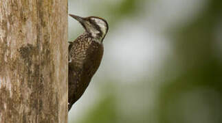 Yellow-crested Woodpecker