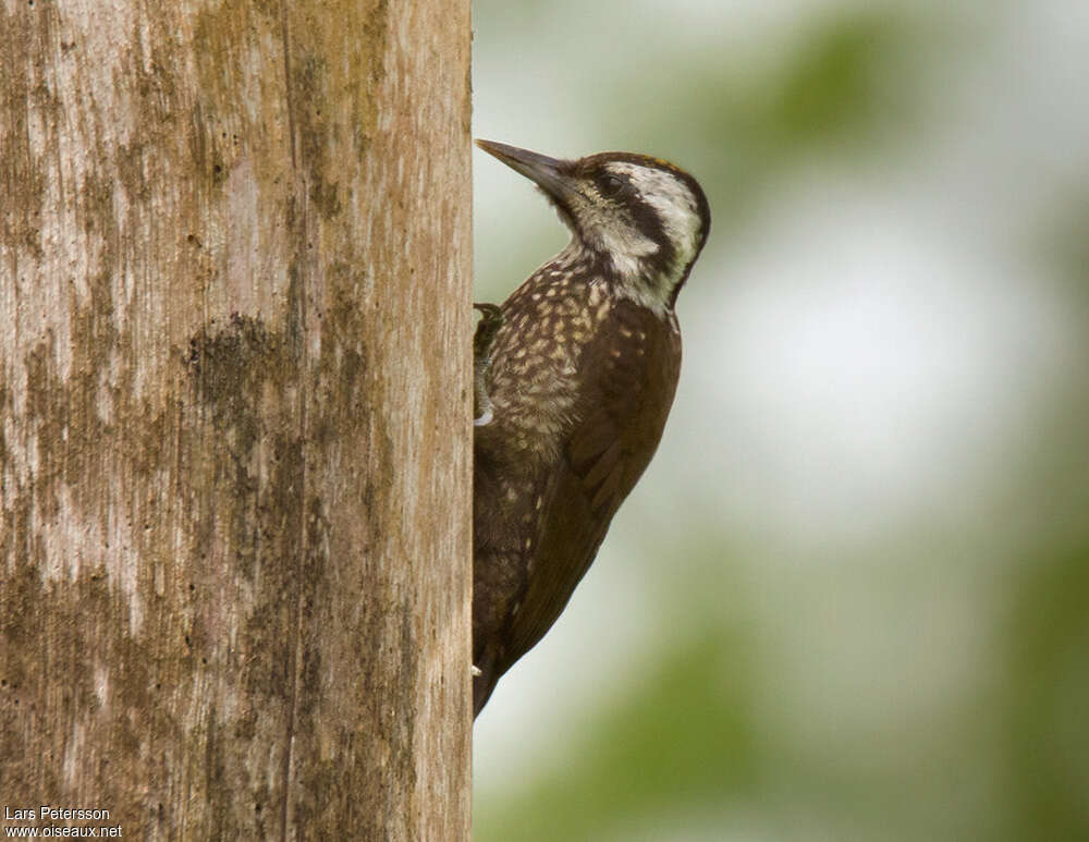 Yellow-crested Woodpecker male adult, pigmentation