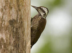 Yellow-crested Woodpecker