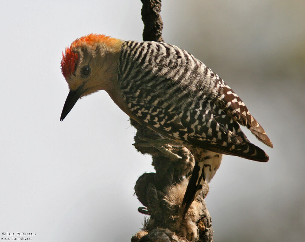 Pic à couronne rouge