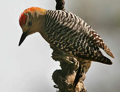 Red-crowned Woodpecker