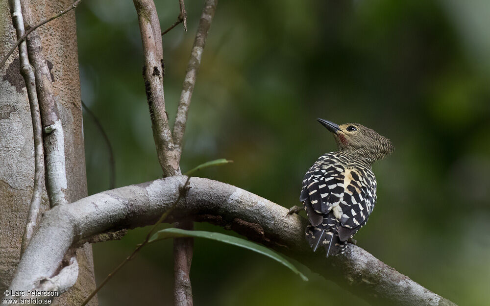 Buff-rumped Woodpecker