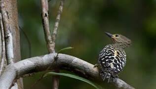 Buff-rumped Woodpecker