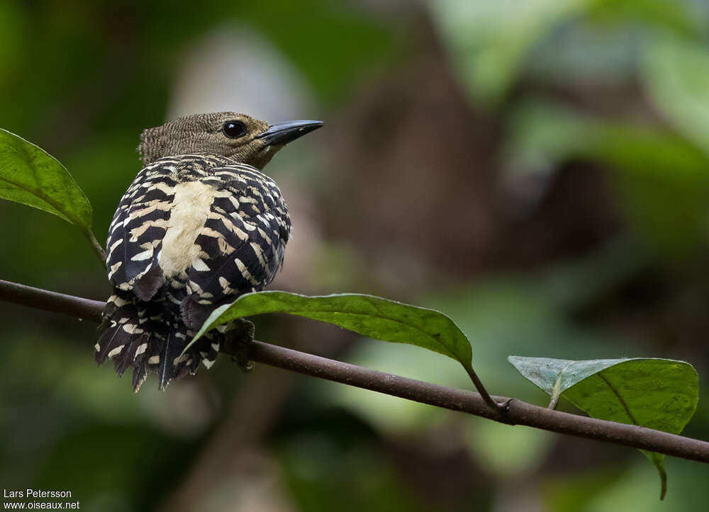 Buff-rumped Woodpecker