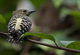 Buff-rumped Woodpecker