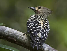 Buff-rumped Woodpecker