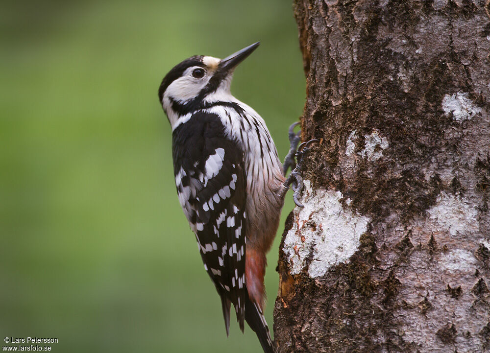 White-backed Woodpecker