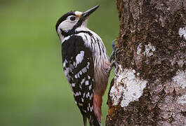 White-backed Woodpecker