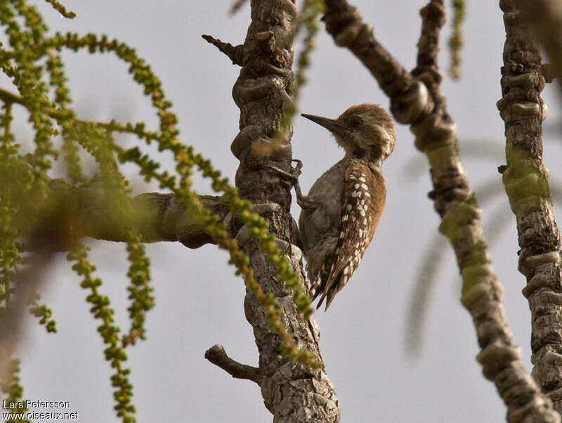 Brown-backed Woodpecker female adult, identification