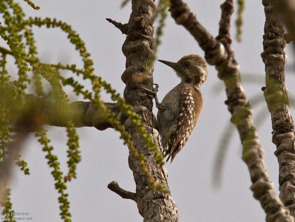 Brown-backed Woodpecker female adult, identification