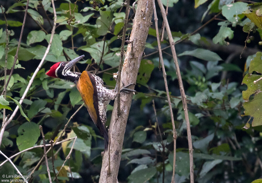 Greater Flameback