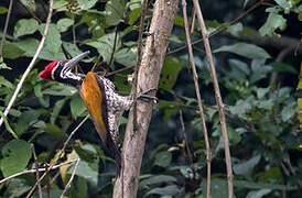 Greater Flameback